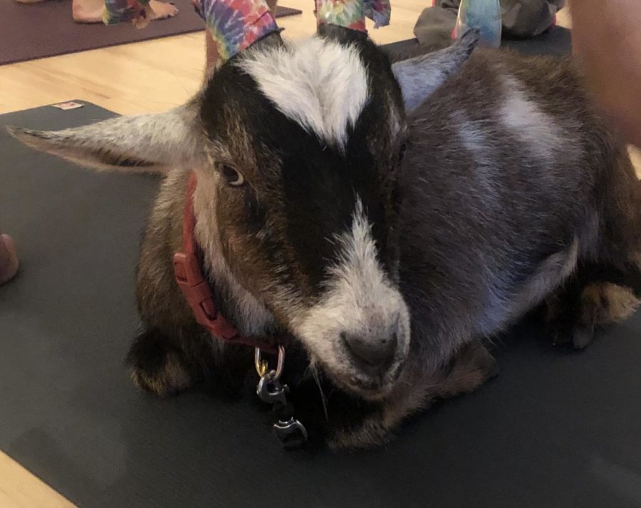 Goat+Yoga