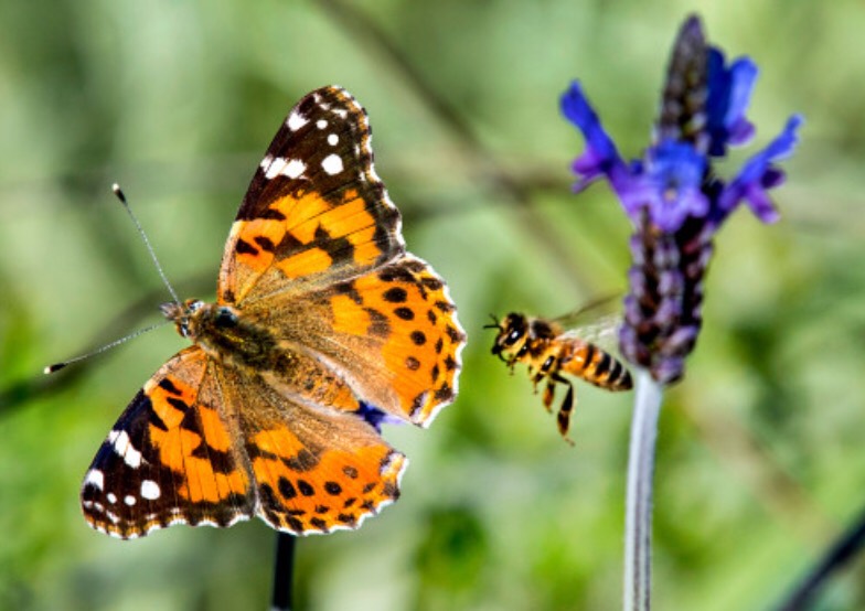 The+Butterfly+Migration+of+2019