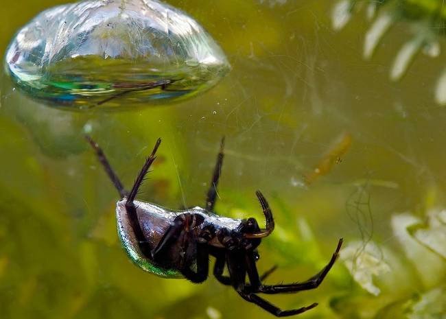 Feature Creature: Diving Bell Spider