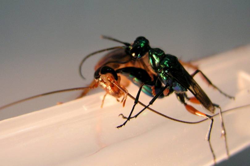 Feature Creature: Jewel Wasp